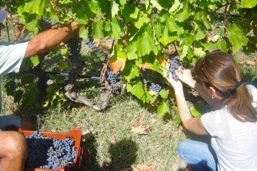 Herbst in Zypern: Die Zeit der Ernte und des Genusses