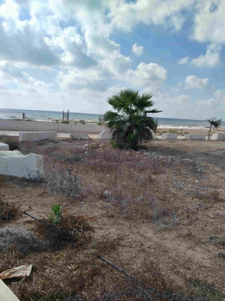 Feld mit einem Baum und Meer im Hintergrund auf Paphos