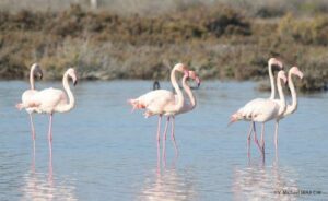 Hunderte Flamingos kehren in das Feuchtgebiet von Akrotiri zurück