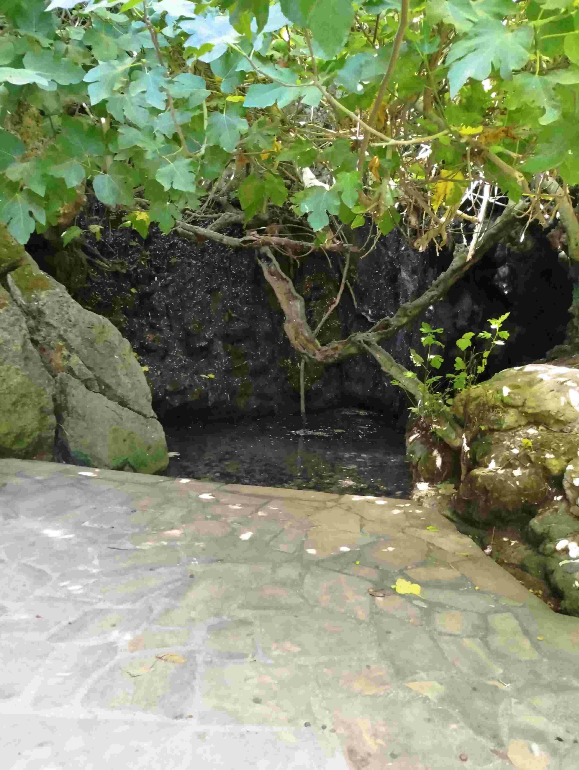 eine Felswand mit einem kleinen Teich und einem Baum, die Bad der Aphrodite genannt werden