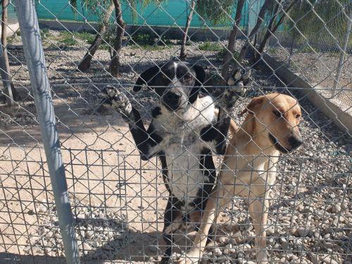 Ein Meilenstein für den Tierschutz in Zypern: Zusammenarbeit als Fundament eines modernen Rechtsstaates
