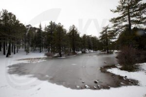 Troodos Rising to the Stars