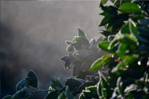 Entwicklung ohne Erinnerung