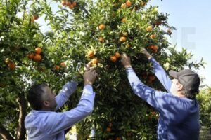 Die Rückkehr des Famagusta Orange Festival
